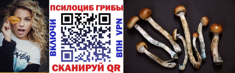 Псилоцибиновые грибы Psilocybe  Пошехонье 